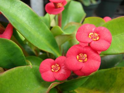 Euphorbia mili